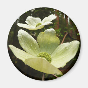 Dogwood and Redwoods in Yosemite National Park Magnet