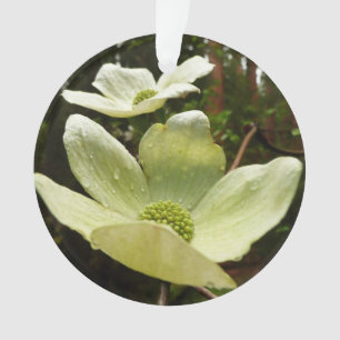 Dogwood and Redwoods in Yosemite National Park Ornament