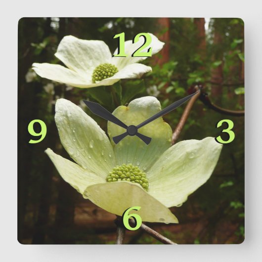 Dogwood and Redwoods in Yosemite National Park Quadratische Wanduhr (Vorderseite)
