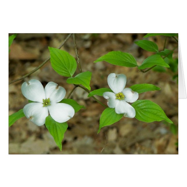 Dogwood-Anmerkung II (Vorderseite (Horizontal))
