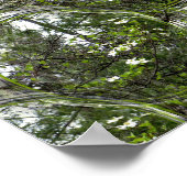 Dogwood-Blasen.... Poster (Ecke)