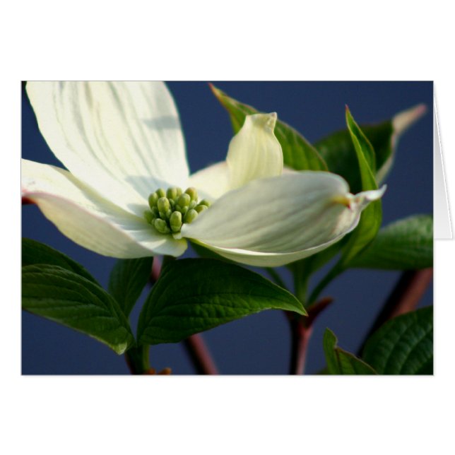 Dogwood Bloom (Vorderseite (Horizontal))