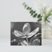 Dogwood Bloom Postkarte (Stehend Vorderseite)