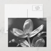 Dogwood Bloom Postkarte (Vorne/Hinten)