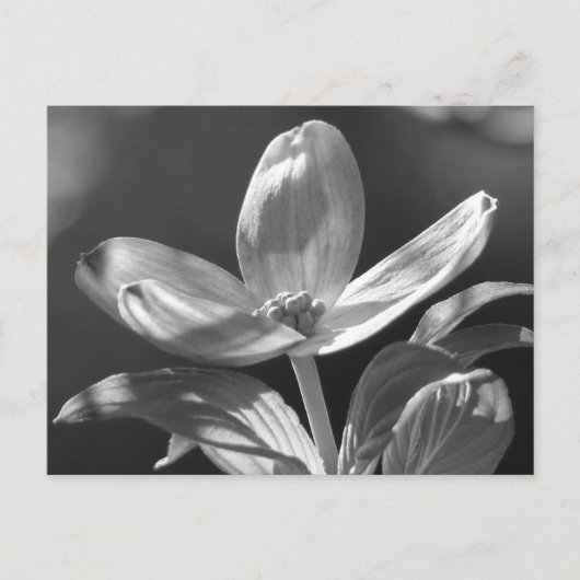 Dogwood Bloom Postkarte (Vorderseite)