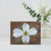 Dogwood Bloom Postkarte (Stehend Vorderseite)