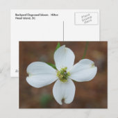Dogwood Bloom Postkarte (Vorne/Hinten)