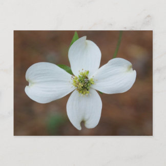 Dogwood Bloom Postkarte