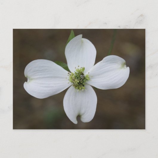 Dogwood Bloom Postkarte (Vorderseite)