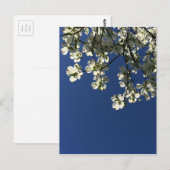 Dogwood Blossom Cards Postkarte (Vorne/Hinten)
