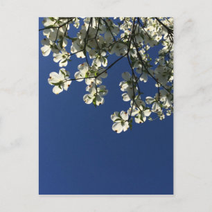 Dogwood Blossom Cards Postkarte