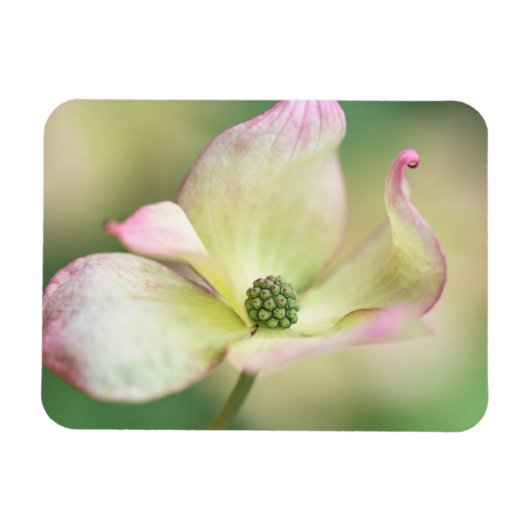 Dogwood Blossom | Cornus Kousa 'Miss Satomi' Magnet (Horizontal)
