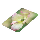 Dogwood Blossom | Cornus Kousa 'Miss Satomi' Magnet (Linke Seite)