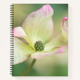 Dogwood Blossom   Cornus Kousa 'Miss Satomi' Notizblock