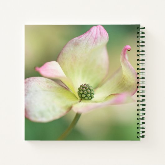 Dogwood Blossom | Cornus Kousa 'Miss Satomi' Notizblock (Rückseite)