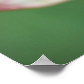 Dogwood Blossom | Cornus Kousa 'Miss Satomi' Poster (Ecke)