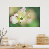 Dogwood Blossom | Cornus Kousa 'Miss Satomi' Poster (Küche)