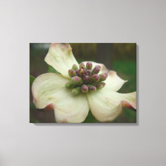 Dogwood Blossom Fotografie Leinwanddruck