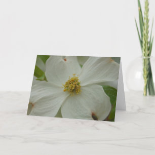 Dogwood Blossom Grußkarte Karte