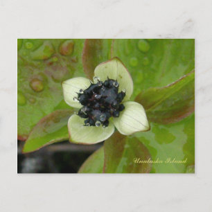 Dogwood Blossom, Insel Unalaska Postkarte