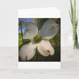 Dogwood Blossom, Karte
