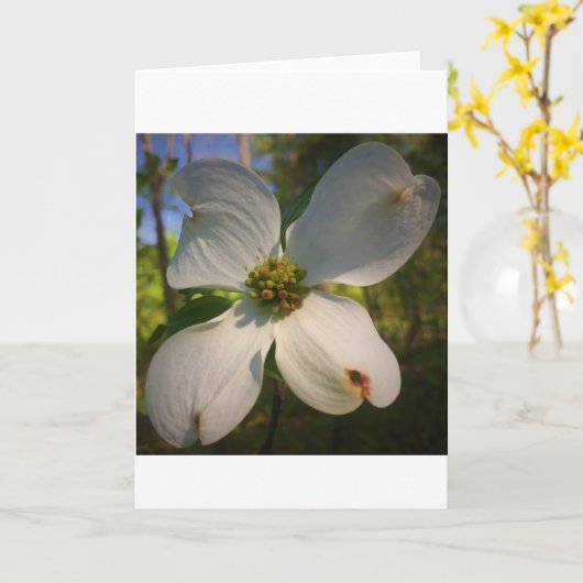 Dogwood Blossom, Karte (Gelbe Blume)