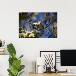 Dogwood Blossom, Poster