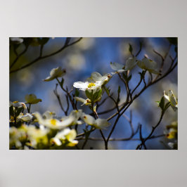 Dogwood Blossom, Poster