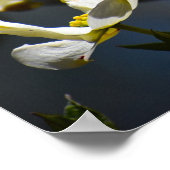 Dogwood Blossom, Poster (Ecke)