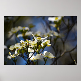 Dogwood Blossom, Poster