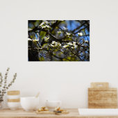Dogwood Blossom, Poster (Küche)