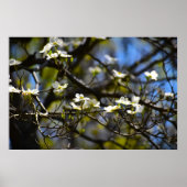 Dogwood Blossom, Poster (Vorne)