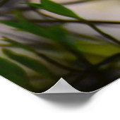 Dogwood Blossom, Poster (Ecke)