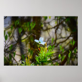 Dogwood Blossom, Poster (Vorne)