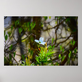 Dogwood Blossom, Poster