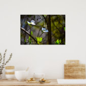 Dogwood Blossom, Poster (Küche)