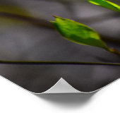 Dogwood Blossom, Poster (Ecke)