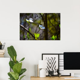 Dogwood Blossom, Poster