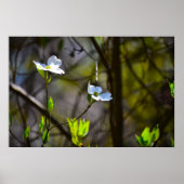 Dogwood Blossom, Poster (Vorne)