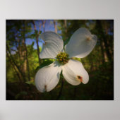 Dogwood Blossom, Poster (Vorne)