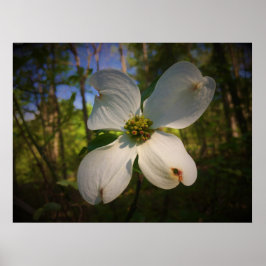 Dogwood Blossom, Poster