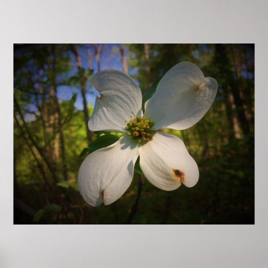 Dogwood Blossom, Poster (Vorne)
