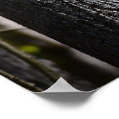 Dogwood Blossom, Poster (Ecke)