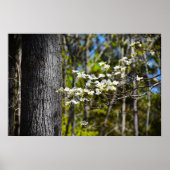 Dogwood Blossom, Poster (Vorne)