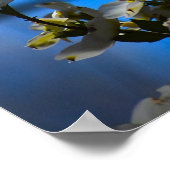 Dogwood Blossom, Poster (Ecke)