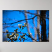 Dogwood Blossom, Poster (Vorne)