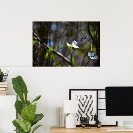 Dogwood Blossom, Poster