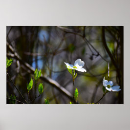 Dogwood Blossom, Poster