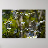 Dogwood Blossom, Poster (Vorne)
