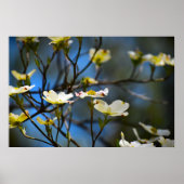 Dogwood Blossom, Poster (Vorne)